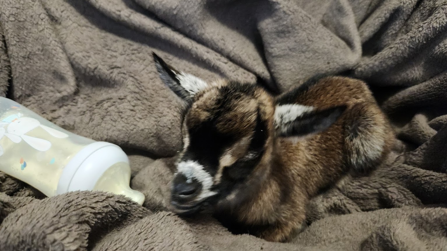 Bambina toute petite, couchée près de son biberon