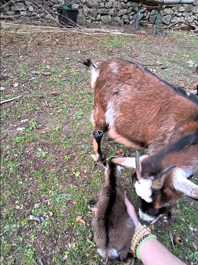 Bambina auprès de sa mère, qui la repousse